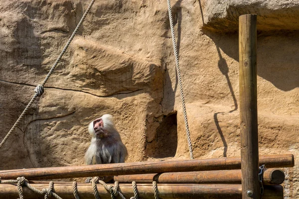 Два Шимпанзе Сидят Деревянной Конструкции Скал Зоопарке — стоковое фото