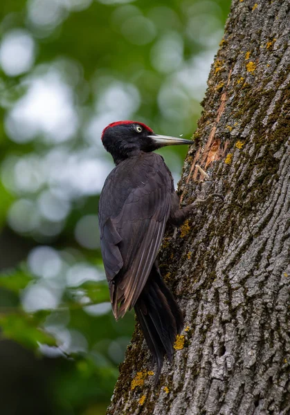 Vertical Shot Black Woodpecker Trunk Oak — Stock Photo, Image