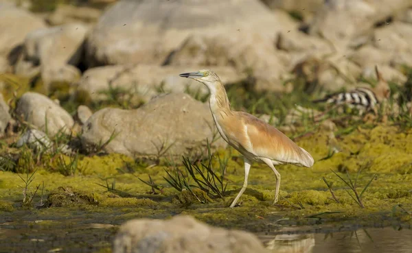 Gros Plan Héron Squacco Debout Dans Eau Boueuse Andalousie Espagne — Photo