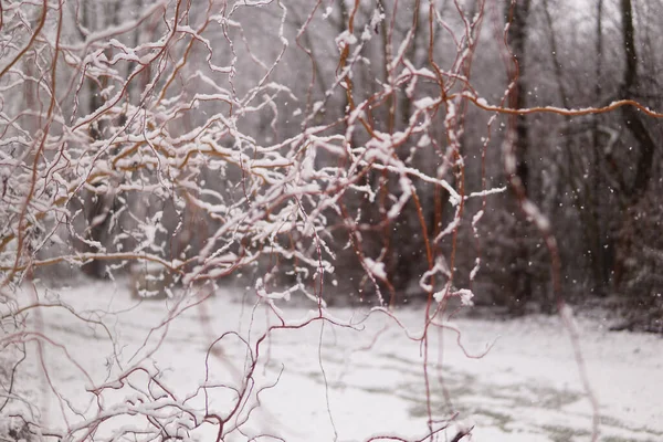 Ujęcie Gałęzi Drzewa Śniegu — Zdjęcie stockowe