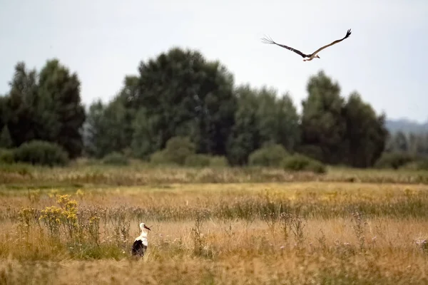 Stork Det Torkade Fältet Och Som Flyger Över Det — Stockfoto