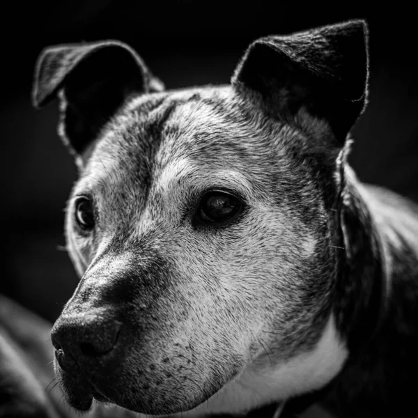 Uzaktan Bakan Katlanmış Kulakları Olan Evcil Bir Köpeğin Yakın Çekimi — Stok fotoğraf