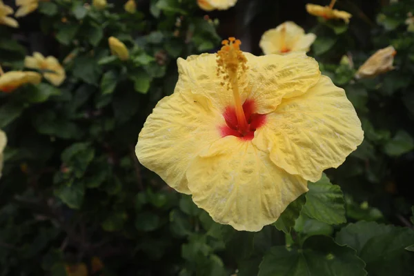 Selektywny Strzał Ostrości Dużego Żółtego Hibiskusa Kona Hawaje — Zdjęcie stockowe