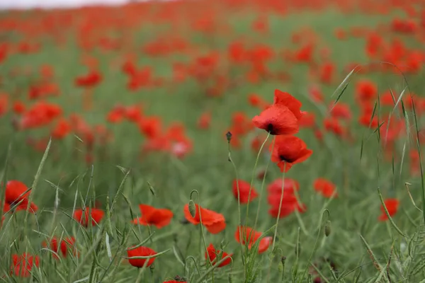 Ett Fält Röda Vallmo Blommor Sommaren — Stockfoto