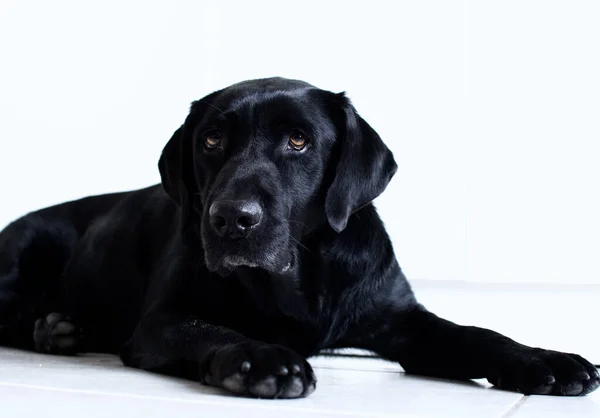 Fekete Labradorom Pózol Kamerámnak Egy Fárasztó Nap Után — Stock Fotó