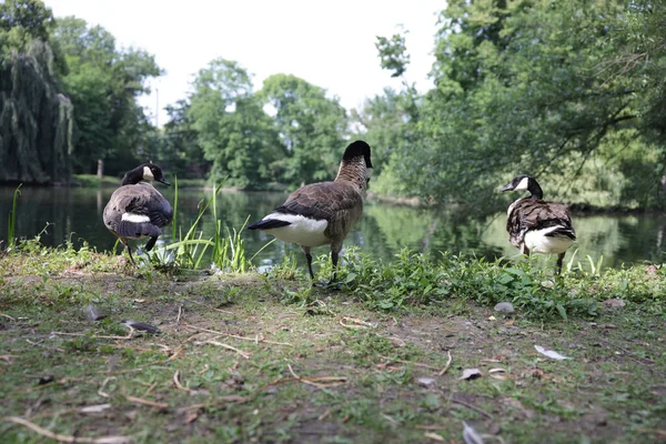 Closeup Shot Brant Geese Lake — Stock Photo, Image