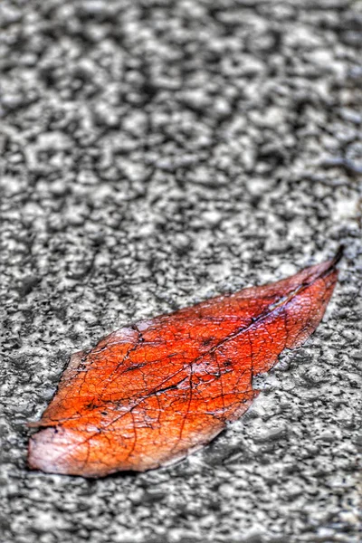 Uma Folha Outono Laranja Caiu Chão — Fotografia de Stock