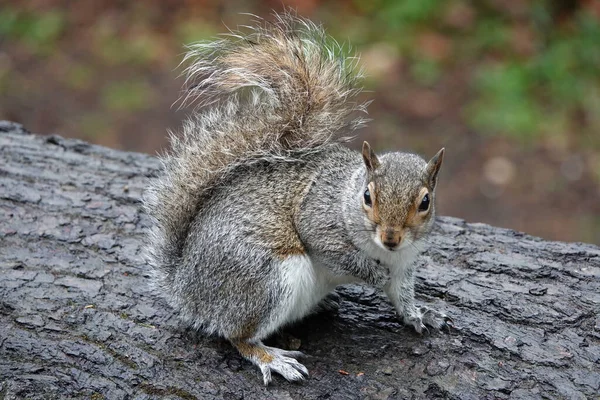 Selektiver Fokus Eines Grauhörnchens Auf Einem Baumstamm Vor Verschwommenem Hintergrund — Stockfoto