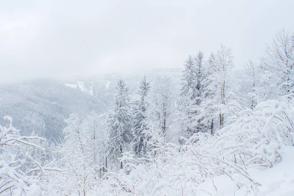 Een Besneeuwde Witte Berg Met Bomen — Stockfoto