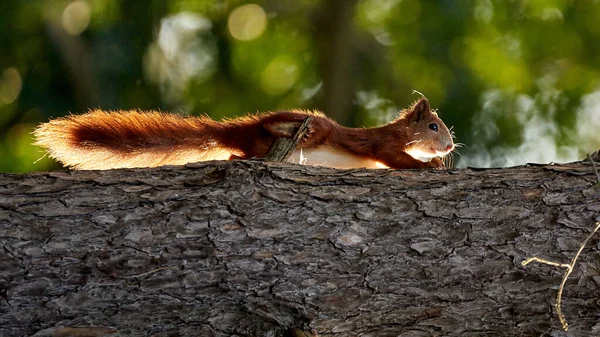 Selective Focus Shot Cute Squirrel Tree — Stock Photo, Image