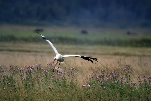 Een Close Shot Van Een Ooievaar Die Het Veld Vliegt — Stockfoto