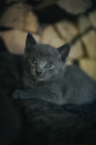 Adorabile Gattino Domestico Appoggiato Sul Pavimento — Foto Stock