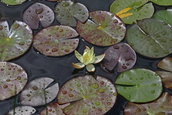 Eine Schöne Seerosenblume Die Über Dem Wasser Schwebt — Stockfoto