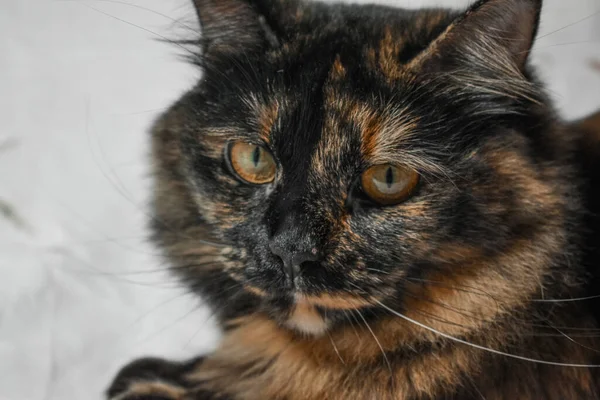 Primer Plano Lindo Gato Tortoiseshell Mirando Cámara —  Fotos de Stock