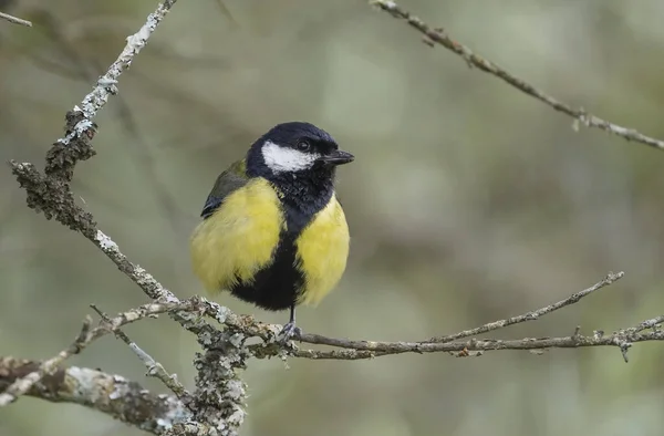 Closeup Shot Great Tit Bird Perched Branches Blurred Background — 图库照片