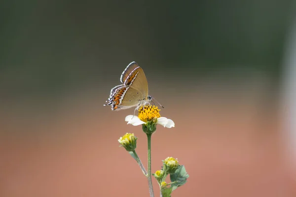 Selektywny Strzał Ostrości Motyla Małym Białym Kwiatku — Zdjęcie stockowe