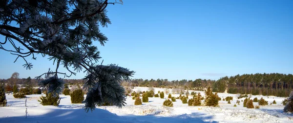 Heathland Vintern Enbär Buskar Tornar Över Växter Täckta Snö Klarblå — Stockfoto