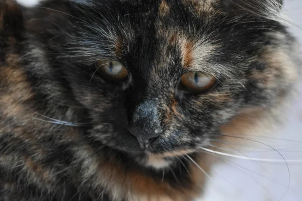 Eine Nahaufnahme Einer Niedlichen Schildpatt Katze Beim Blick Zur Seite — Stockfoto