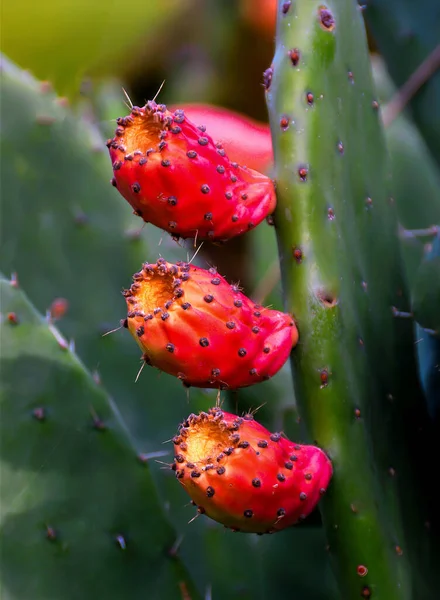 Vertical Shot Prickly Pear Garden Sunlight Blurry Background — Stock Photo, Image