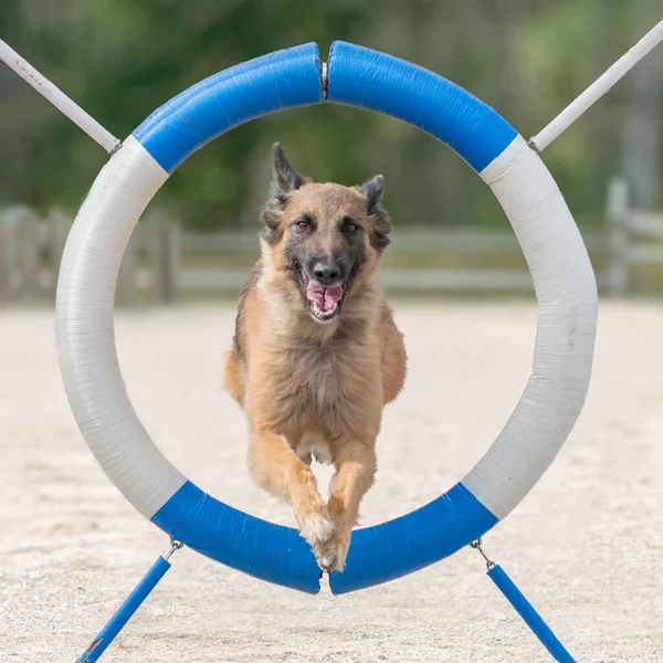 Pastore Belga Tervuren Competizione Sul Corso Agilità Del Cane — Foto Stock