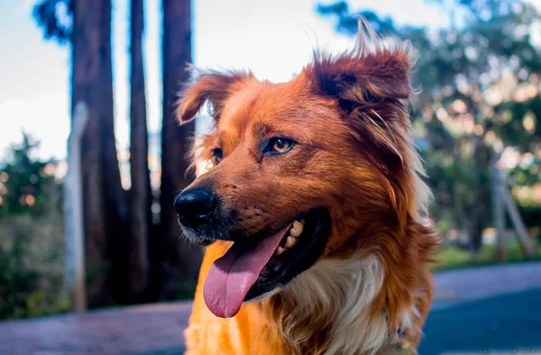 Selektiv Fokusbild Bruna Vägtullar Retriever Med Tungan Ute Park Solig — Stockfoto