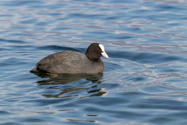 Nahaufnahme Eines Blässhühnchens Teich — Stockfoto