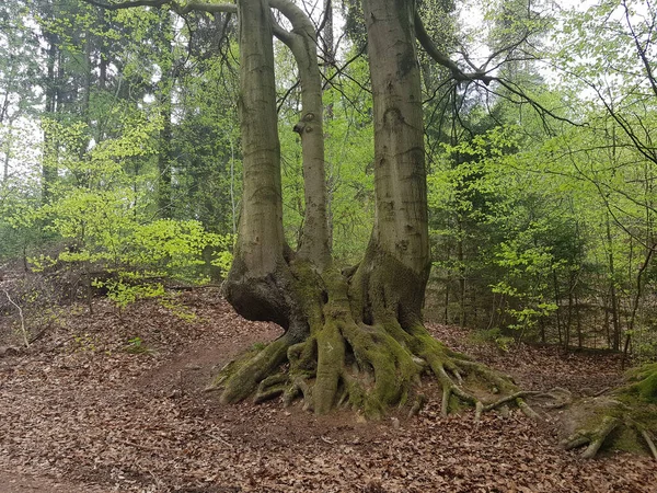 Uma Floresta Coberta Arbustos Verdes Árvores Luz Dia — Fotografia de Stock