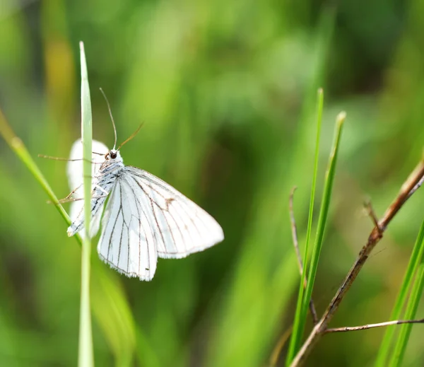 背景のぼやけた緑の芝生の上でチョウの蝶のマクロショット — ストック写真