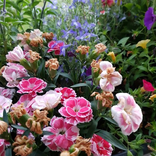 식물원에 카네이션 꽃들의 아름다운 — 스톡 사진