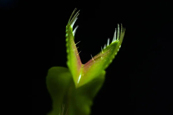 Una Hoja Venus Flytrap Venus Atrapamoscas Planta Carnívora — Foto de Stock