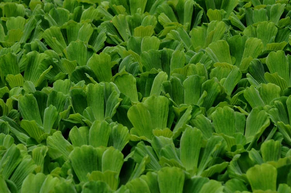 Una Imagen Cerca Las Plantas Verdes Pistia Con Hojas Grandes — Foto de Stock