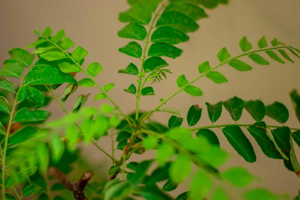 Zbliżenie Rośliny Liściastymi Gałęziami Ścianą Tle — Zdjęcie stockowe
