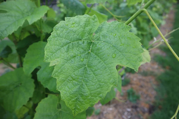 Gros Plan Une Grande Feuille Vigne Verte Avec Des Gouttes — Photo