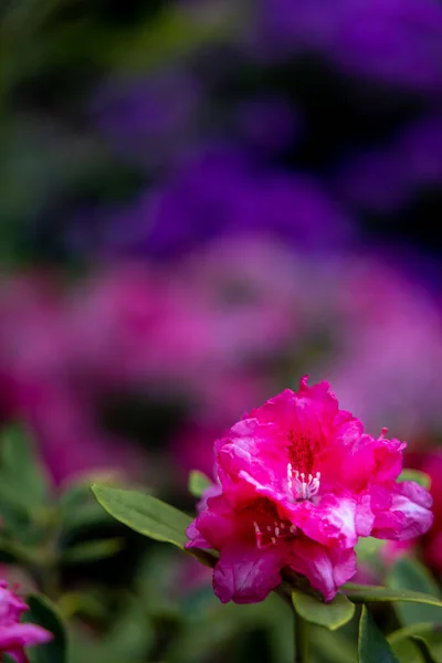 Vertikal Bild Rosa Rhododendrons Trädgård Dagsljus Med Suddig Bakgrund — Stockfoto