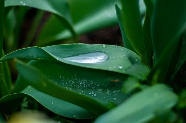 Eine Nahaufnahme Von Großen Grünen Blättern Mit Wassertropfen — Stockfoto
