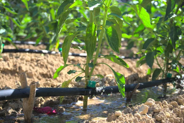 水滴洒水器浇灌着木瓜植物旁边的地面 — 图库照片