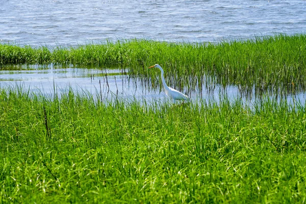 Common Egret Beach Grass Area — Stock Photo, Image