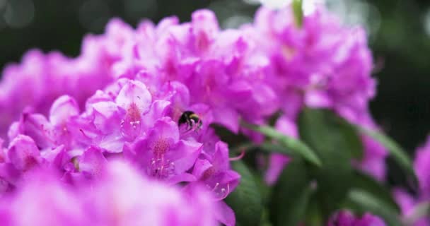 Abeja Polinizar Hermosas Flores Brillantes Que Crecen Jardín Verano Día — Vídeos de Stock
