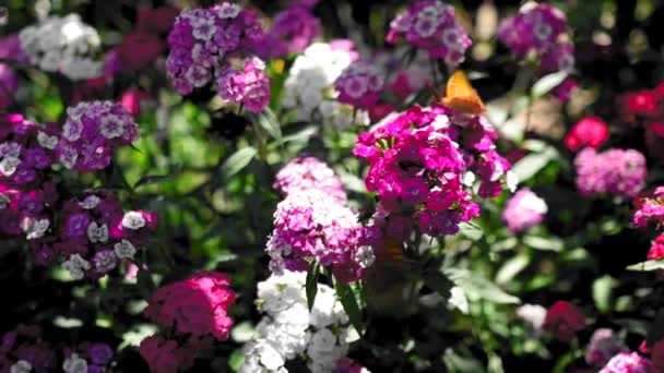 Schmetterling Bestäubt Schöne Helle Blumen Garten Sonnigen Sommertag — Stockvideo