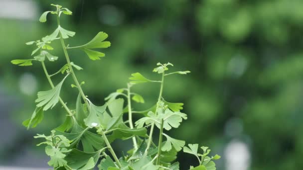 Groene Bladeren Een Tak Tuin — Stockvideo