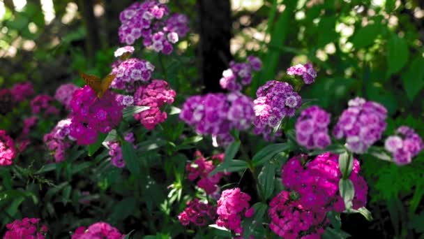 Schmetterling Bestäubt Schöne Helle Blumen Garten Sonnigen Sommertag — Stockvideo