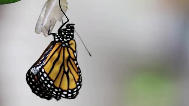 蝴蝶在花朵上 — 图库视频影像