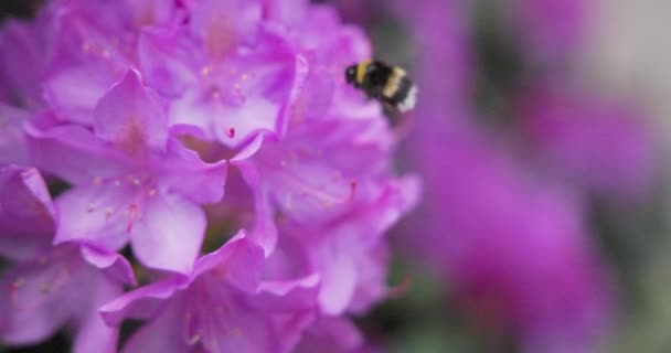 Abeja Polinizar Hermosas Flores Brillantes Que Crecen Jardín Verano Día — Vídeos de Stock