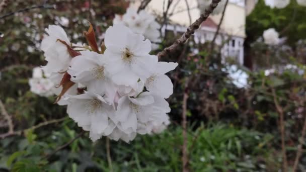 Branche Arbre Avec Belles Fleurs Cerisier Poussant Dans Jardin Journée — Video