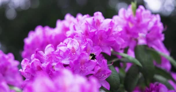 Abeja Polinizar Hermosas Flores Brillantes Que Crecen Jardín Verano Día — Vídeos de Stock