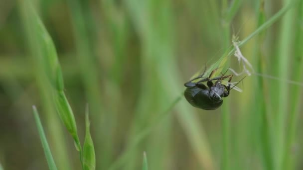 Närbild Grön Gräshoppa — Stockvideo