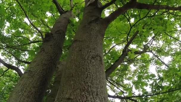 Hojas Verdes Bosque — Vídeos de Stock