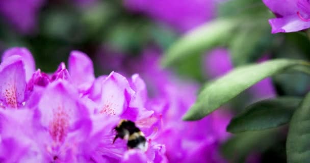 Abeja Polinizar Hermosas Flores Brillantes Que Crecen Jardín Verano Día — Vídeos de Stock