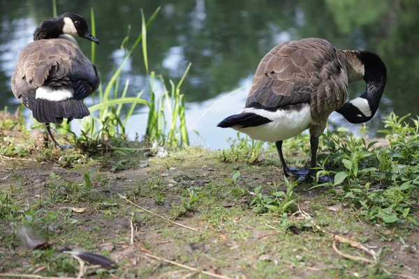 湖のそばの公園をうろうろしている2匹のガチョウ — ストック写真