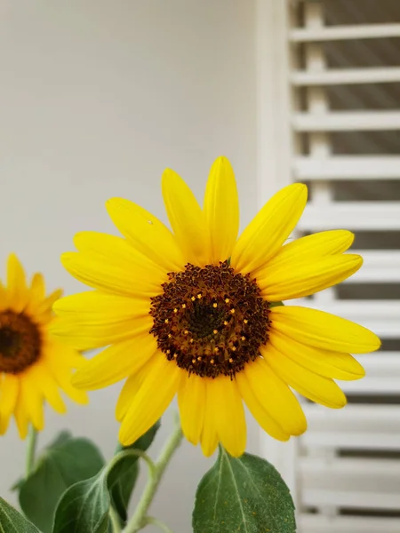 Een Gele Zonnebloem Gekweekt Thuis — Stockfoto